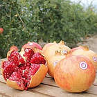 Саджанці граната Моллар де Ельче (4-х річний) - середнього терміну дозрівання, невибагливий, великоплідний, фото 4