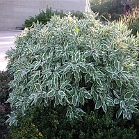 Дерен білий 'Сібіріка Варієгата'  3-річний  Cornus alba 'Sibirica Variegata'