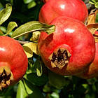 Саджанці граната Бала Мюрсаль (4-х річний) - середнього терміну дозрівання, невибагливий, зимостійкий, фото 4