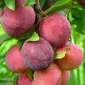 Саджанці аличі Генерал (пізньостиглий сорт)