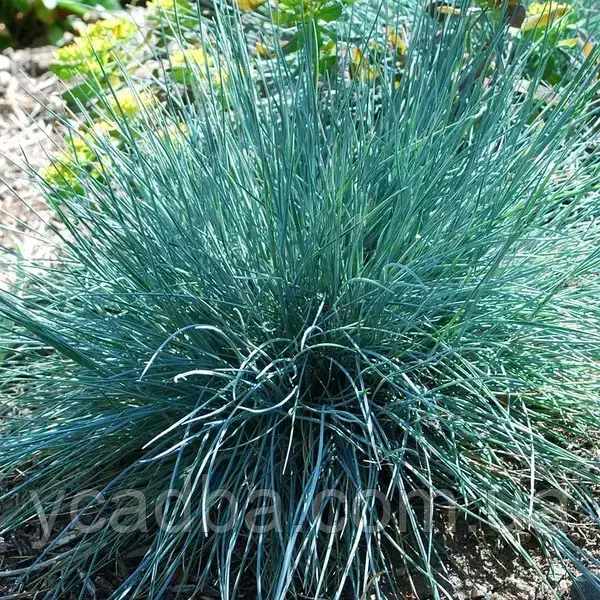 Молінія блакитна (горщик 0,5л), фото 1