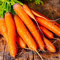 Морковь Столовая Амстердамская, 2г - семена SeedEra / плоды 100-200г