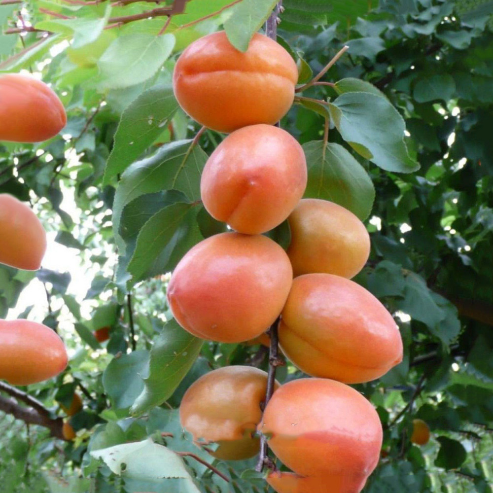 Саджанці абрикоса Леді Кот (середнньспілий сорт), фото 1
