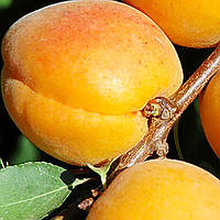 Саженцы абрикоса Киото (среднеспелый сорт)