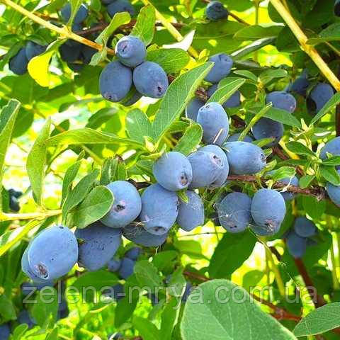 Жимолість  "Полунична Сенсація" 2л., фото 1