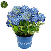 Гортензія великолиста Fabolo Blue  (Фаболо Блю) гор с 17 веток 10+