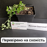 Душиця орегано насіння 0,1 грами (прибл. 900 шт) (Oríganum vulgáre) багаторічна дикий майоран материнка звичайна морозостійка, фото 7