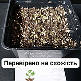 Душиця орегано насіння 0,1 грами (прибл. 900 шт) (Oríganum vulgáre) багаторічна дикий майоран материнка звичайна морозостійка, фото 6