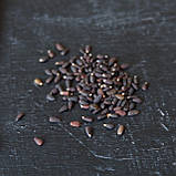 Гісоп насіння 0,25 г (прибл. 200 шт) лікарський медонос (Hyssopus officinalis) ісоп синій звіробій, фото 3