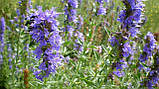 Гісоп насіння 0,25 г (прибл. 200 шт) лікарський медонос (Hyssopus officinalis) ісоп синій звіробій, фото 4