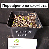 Гісоп насіння 0,25 г (прибл. 200 шт) лікарський медонос (Hyssopus officinalis) ісоп синій звіробій, фото 5