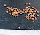 Церцис канадський насіння (10 шт) (Cercis canadensis) східний червонолистий, фото 2