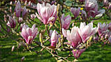Магнолія Суланжа насіння (10 шт) (Magnolia soulangeana) рожева морозостійка + інструкції + подарунок, фото 3