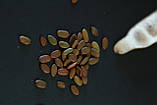 Альбіція насіння (10 шт) (Albizia julibrissin) ленкоранська акація мімоза шовкова, фото 7