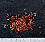 Секвойя насіння 0,2 гр. (прибл. 50 шт) (Sequoia sempervirens) вічнозелена каліфорнійська червона гігантське дерево для саджанців, фото 2