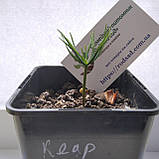Кедр Європейський насіння (20 шт) (Pinus cembra) сосна кедрова, фото 6