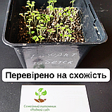 Лофант тибетський насіння (0,5 г прибл. 1200 шт) (Agastache rugosa) багаторічний медонос індійська м'ята корейська багатоколосник, фото 6