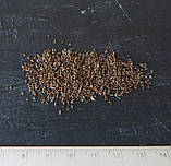 Лофант анісовий насіння (0,5 г прибл. 1200 шт) (Agastache foeniculum) багаторічний медонос гігантський лавандовий гісоп, фото 3