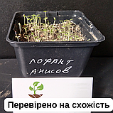 Лофант анісовий насіння (0,5 г близько 1200 шт) (Agastache foeniculum) багаторічний запашний гігантський лавандовий гісоп, фото 7