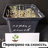 Лофант анісовий насіння (0,5 г прибл. 1200 шт) (Agastache foeniculum) багаторічний медонос гігантський лавандовий гісоп, фото 8