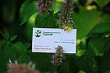 Лофант анісовий насіння (0,5 г близько 1200 шт) (Agastache foeniculum) багаторічний запашний гігантський лавандовий гісоп, фото 8