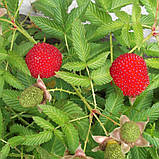 Малина Мяо-мяо тибетська розолистна насіння 0,1 г (прибл. 200 шт) Rrubus rosifolius, фото 5