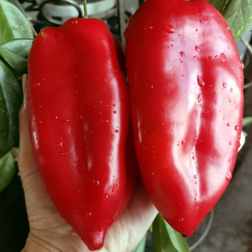 Насіння Перцю солодкого Волове вухо (0.25г), фото 1