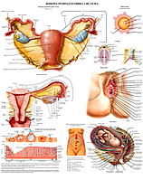 Плакат "Репродуктивная система женщины" 50*64.5см