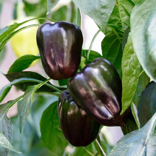 Насіння перцю солодкого Шоколадне диво (0.15г), фото 1