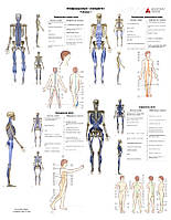 Плакат миофасциальные цепи ''комплект из 2 частей. 50 x 64.5 см