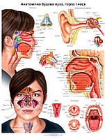 Плакат Анатомическое строение уха, горла и носа. 50 x 64.5 см