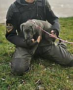 Dingo Gear Неопреновий захисний рукав фігуранта/декоя, фото 4