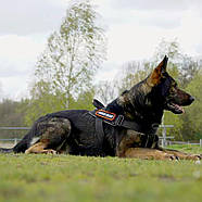 Dingo Gear Шлейка робоча для собак великих порід універсальна L 75-90 см чорний, фото 5