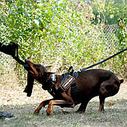 Dingo Gear Шлейка робоча для собак великих порід універсальна L 75-90 см чорний, фото 6