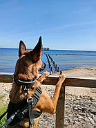 Dingo Gear Шлейка робоча для собак великих порід універсальна L 75-90 см чорний, фото 10