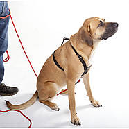 Dingo Gear Трекінгова слідова шлейка Weda, фото 3