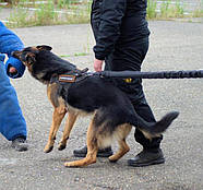 Dingo Gear Повідець-амортизатор для прив'язі для дресирування собак 200 см+80 см чорний (S03637), фото 2