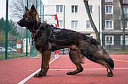 K9 THORN Шлейка тактична Delta L Чорний L, фото 3