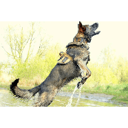 K9 THORN Шлейка тактична Delta L Чорний L, фото 9