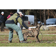 K9 THORN Шлейка тактична Delta L Чорний L, фото 10