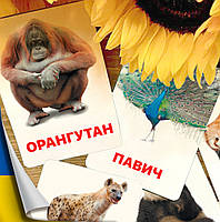 Карточки Домана Животные Азии на украинском языке, в наборе 16 карточек