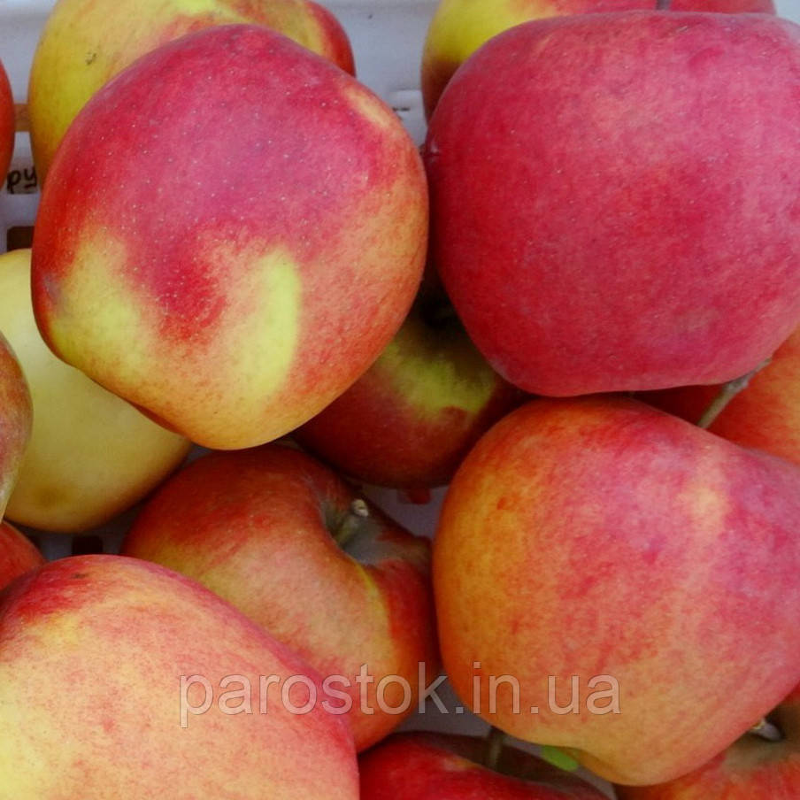 Яблуня Джонаголд. (М.26). (в). Зимовий сорт., фото 1