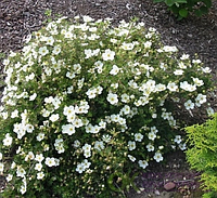 Лапчатка (Перстач) чагарникова МакКейс Вайт (Potentilla fruticosa McKay's White)