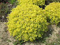 Спірея японська Голден Карпет 3-річна  Spiraea japonica Golden Carpet