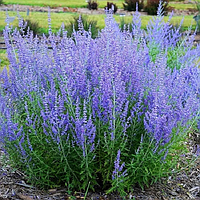 Перовскія 'Блу Спайр' 3-річна, Perovskia atriplicifolia 'Blue Spire'