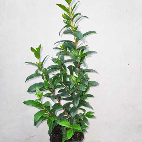 Мірт Великолистий (40-45 см, ЗКС), фото 1