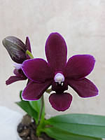 Орхидея Black Pearl