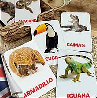 Карточки Домана Животные Южной Америки на английском языке, в наборе 16 карточек