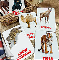 Карточки Домана Животные Азии на английском языке, в наборе 16 карточек