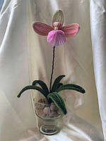 Орхідея декоративна